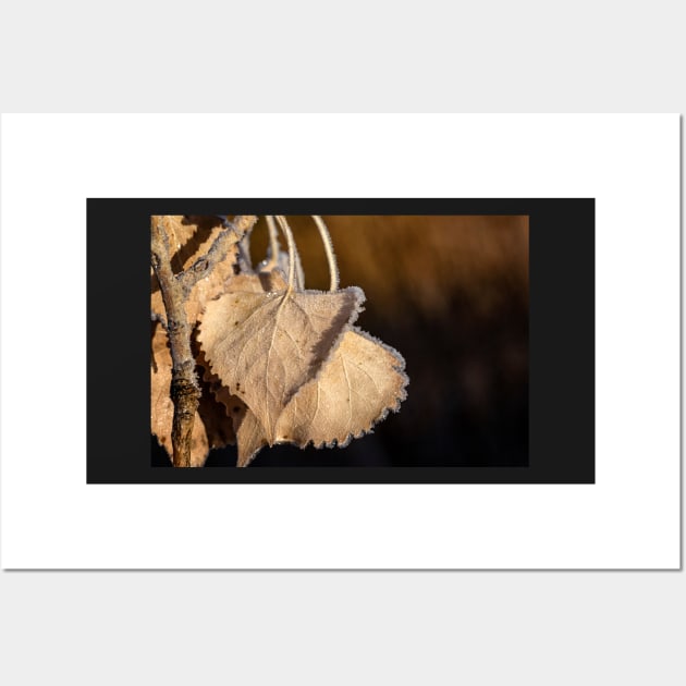 Frosted Leaf Clinging to a Branch Wall Art by jecphotography